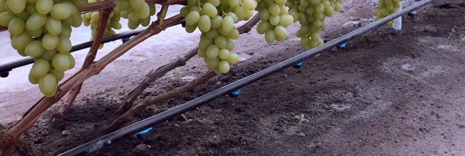 Предисловие   Те, кто уже не первый год выращивают на своем участке виноград, знают, насколько важно производить полив винограда летом