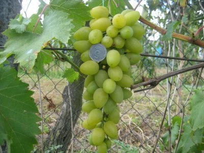 Получено Мускат летний сравнительно недавно, путем скрещивания позднеспелые сорта Пьеррель и ранней Королевы виноградников