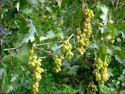 «Мускат летний» - виноград раннеспелый, достигает товарной зрелости через 100-120 дней после появления первых завязей