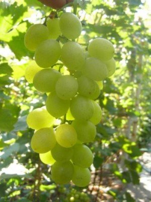 История возделывания винограда насчитывает более 9000 лет